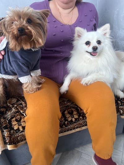 The scene depicts a seated individual with two small dogs in an indoor setting within the city of Пугачёво, Russia. The individual, visible from the mid-chest downwards, wears a purple, textured, long-sleeved top with a central zipper, and mustard-yellow sweatpants. A thin gold-colored necklace is visible on their neck. Their right hand is partially visible, holding the dog on their left thigh. On the left thigh, a brown and tan Yorkshire Terrier, wearing a dark blue garment with white fluffy trim, faces forward. On the right thigh, a white, fluffy, long-haired dog with a smiling expression and protruding tongue, possibly a Pomeranian, also faces forward. Both dogs' front paws rest on the individual's thighs. The person is seated on a sofa or chair covered with a patterned blanket featuring brown, tan, and black motifs. The background consists of a light-colored wall. The floor visible in the lower right corner is light grey tile or laminate, with a dark grey object (likely part of the seating) partially visible. The individual's right foot, wearing a maroon sock and a pink/white slipper, is visible at the bottom right.
