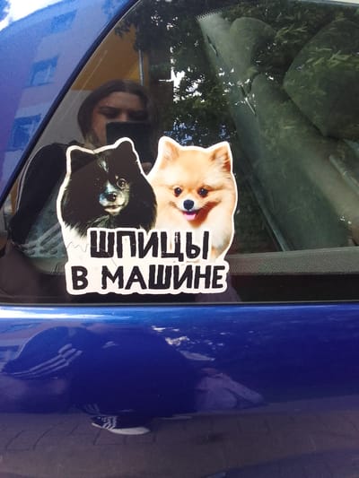 The image shows a close-up of a blue car window with two stickers of Pomeranian dogs. The stickers are of a black and white Pomeranian and a cream-colored Pomeranian. Below the dogs, there is text in Russian which reads "ШПИЦЫ В МАШИНЕ" which translates to "Spitz in the car". The reflection in the window shows a person holding a phone and the surrounding environment, which includes trees and buildings, indicating an urban setting. The car is parked outdoors, possibly on a street or in a parking lot, with a paved surface visible at the bottom of the image. This is a common type of sticker seen on cars in many cities, including Rechytsa, Belarus, indicating pet ownership and a love for the breed.