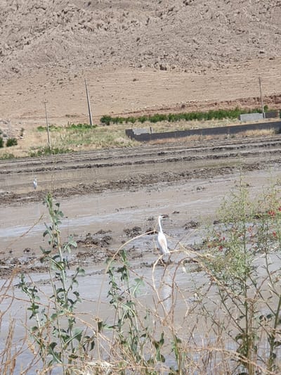 The image depicts a flooded agricultural field, likely a rice paddy, in Kheyrabad, Iran. The terrain is characterized by mud and water, with distinct rows suggesting cultivation. In the middle ground, a white egret stands in the shallow water, facing left. In the foreground, a cluster of green plants with dry stalks and some red berries is prominent, partially obscuring the view of the egret and the field. The background shows a dry, rocky hillside with sparse vegetation and utility poles. The overall scene conveys a rural agricultural environment.