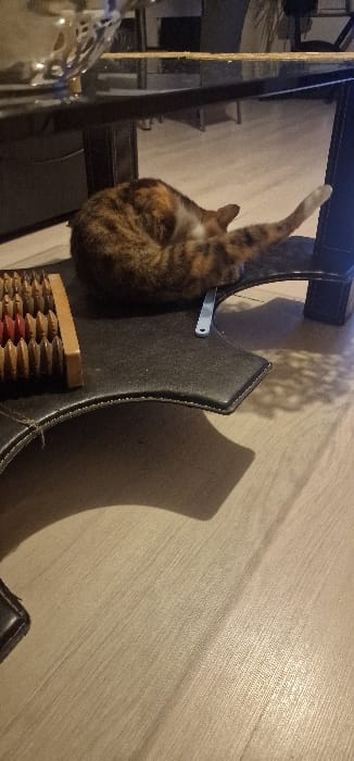 This image depicts an indoor scene in Blaye, France. A domestic cat, exhibiting a tortoiseshell or calico coat pattern with brown, orange, and white patches, is positioned on a dark, possibly leather, padded surface. The cat is curled, actively grooming its flank with a hind leg extended upwards. To the immediate left of the cat on the same padded surface is a wooden object with multiple red cylindrical components, resembling a foot massager or abacus. A small, light blue, strap-like object lies on the padded surface near the cat's rear. The padded surface itself appears to be a contoured footrest or part of a larger furniture piece, situated beneath a dark-framed table with a reflective glass top, upon which a silver-colored, ornate bowl or vase is visible. The floor is covered in light-colored laminate or wood planks, exhibiting a subtle grain pattern. Soft, indirect lighting illuminates the scene, casting diffuse shadows, particularly from the padded surface onto the floor. The background is blurred, showing indistinct furniture and wall elements.