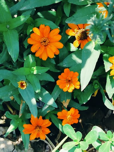 The image shows a close-up, overhead view of several bright orange zinnia flowers blooming amongst lush green foliage. The flowers vary in their stage of bloom, with some fully open, revealing their intricate centers, and others appearing as buds. The leaves are broad and somewhat pointed, creating a dense, textured backdrop for the vibrant blossoms. The lighting suggests it is daytime, with shadows cast by the leaves indicating sunlight filtering through the canopy. The scene is a natural outdoor environment, likely a garden or park. The location is described as the city of Қарабұлақ, Kazakhstan. There are no people or specific actions depicted, only the still life of blooming flowers.