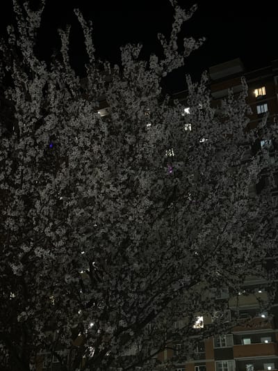 The image depicts a tree in full bloom at night, obscuring a multi-story building with illuminated windows. The location is implied to be Novoaleksandrovka, Russia. The tree's branches and blossoms fill the foreground, creating a dense, textured pattern against the dark sky. The building is partially visible through the tree, with lighted windows suggesting occupancy. The overall scene is dimly lit, creating a sense of urban tranquility in the darkness.