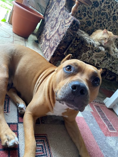 A light brown pit bull is lying on a rug in a room. The dog is looking directly at the camera with its head tilted. A ginger cat is sleeping on a patterned sofa in the background. There is a terracotta pot in the foreground. The rug has a geometric pattern of red, grey, and white stripes and squares. The room appears to be a living space, possibly in a home. The lighting suggests it could be daytime. The cat seems relaxed and comfortable, and the dog appears alert and curious. There is no visible text in the image.