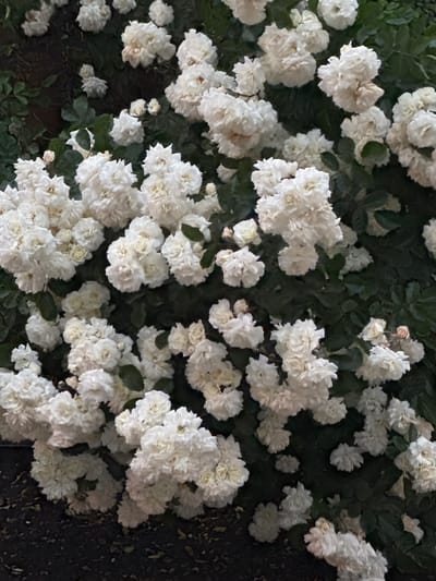The image shows a dense cluster of small, white flowers, likely roses, against a backdrop of dark green leaves. The lighting suggests an evening or low-light situation. The composition is tightly framed, focusing on the floral arrangement with minimal background detail. No people, actions, or interactions are visible. The context of Yuzhny, Russia is not evident from the image itself.