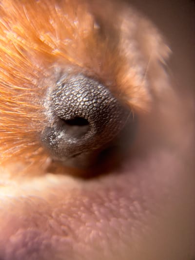 This is an extreme close-up, macro photograph of the nose of a guinea pig. The image focuses on the textured, leathery surface of the snout and the dark, slit-like nostril. The surrounding area is filled with fine, ginger-colored fur, which is blurred and out of focus, creating a bokeh effect. The lighting creates highlights and shadows, emphasizing the intricate details of the guinea pig's nose. The background is a soft, blurred expanse of pinkish-brown, suggesting the fur or skin of another part of the animal. There is no indication of the city of Biržai, Lithuania, or any human presence.
