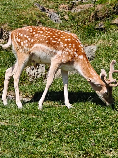 A dappled deer grazes in a grassy field under a bright sky. The deer is facing right, with its head lowered to the ground, eating. Its coat is brown with white spots, and it has light-colored legs and a white tail. The deer has small, curved antlers. The background is a mix of green grass, rocks, and dirt. The image is a close-up shot, focusing on the deer and its immediate surroundings. There is no indication of the specific location within Kochau, Austria.