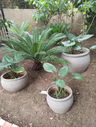 This is an overhead shot of a garden setting in Midrand, South Africa, featuring three large, light gray, textured ceramic planters. One planter is upright and contains a small green plant with wide, heart-shaped leaves. Another planter is tilted on its side, its opening facing upwards and to the left, and it also holds a similar plant. The third planter, positioned above the tilted one, is also upright and appears to contain a plant with large, glossy, dark green leaves.
In the foreground and center, a sago palm, characterized by its stiff, feather-like fronds and a dark, fibrous base, is planted directly in the soil, not in a pot. Its fronds extend outwards, with some leaves reaching towards the tilted planter. Behind the sago palm and to the left, there's a dense cluster of various green plants with some bare branches interspersed.
The ground is covered in dry, brown soil with scattered small stones and some dried leaves. The lighting suggests it is daytime, with soft, diffused light, possibly indicating an overcast day or the shade of surrounding foliage. No people are visible in the image, and there is no visible text. The overall impression is one of a cultivated, somewhat wild garden space with a focus on potted and ground-planted greenery.