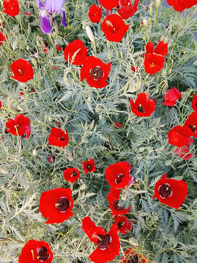 The image shows a close-up view of a garden scene. Bright red poppy flowers are the dominant feature, scattered across a bed of silvery-green foliage. A single purple iris is also visible, nestled amongst the poppies and foliage. The background is blurred, suggesting a shallow depth of field. The location is Sabir Rakhimov, Uzbekistan, although there are no specific contextual clues within the image to confirm this. There are no people present in the scene.