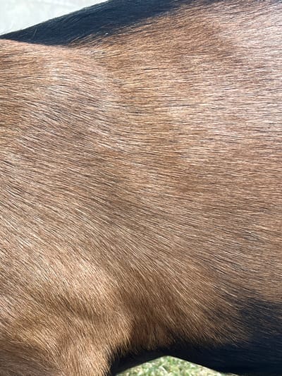 The image is a close-up, abstract shot of the fur of an animal, likely a horse, given the coloration and texture. The fur is predominantly a rich brown, with darker strands interspersed, creating a sense of depth and natural variation. The lighting suggests an outdoor setting, possibly in a field or pasture, as indicated by the presence of green grass at the bottom of the frame. There are no people or specific landmarks visible that would allow for pinpointing a location within Rambouillet, France. The focus is entirely on the tactile and visual qualities of the animal's coat.