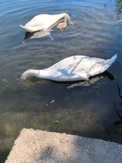 A medium shot captures two adult white swans and a cygnet in a dark, murky body of water, likely a canal or a pond, in Chézenas, France. One adult swan has its head submerged, presumably foraging for food, while the other adult and the cygnet float on the surface. The concrete edge of the canal or pond is visible in the lower-left corner of the image. The water is littered with debris. Reflections of nearby foliage are visible on the water's surface. The lighting suggests it is daytime, with shadows cast by the swans and surrounding environment.