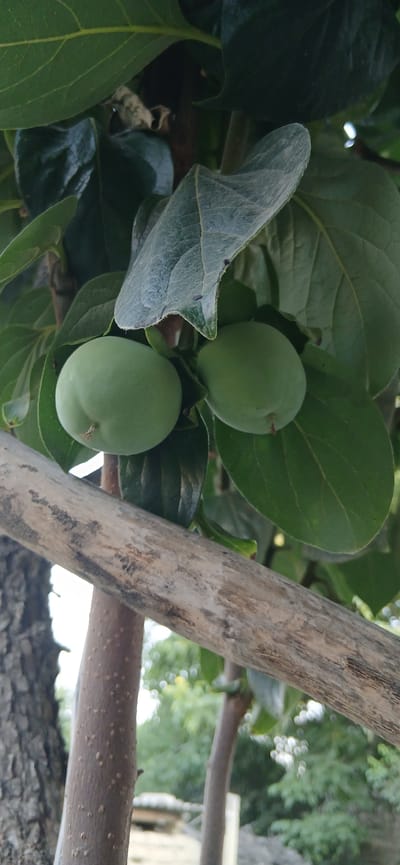 The image shows two unripe persimmons hanging from a tree, surrounded by green leaves. A rough, weathered branch runs diagonally across the foreground, obscuring parts of the tree trunk and the background. The background is blurred, with hints of other trees and foliage, suggesting an outdoor environment. The scene appears to be an orchard or a garden.