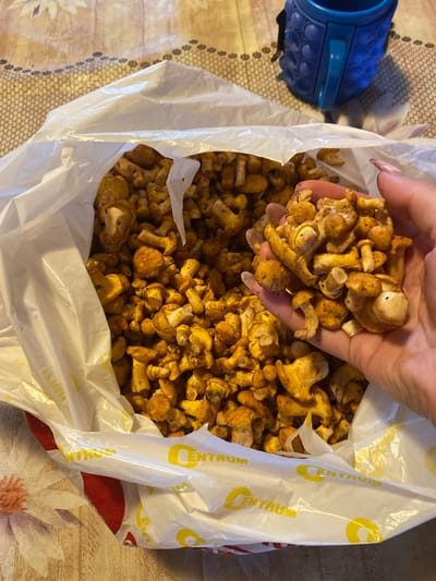 A pair of hands holds a pile of chanterelle mushrooms, the fingers are adorned with pink nail polish. The mushrooms are golden-yellow and varied in size, with some exhibiting wrinkled caps and others a more rounded shape. The mushrooms are spilling out of a white plastic bag that has a repeating yellow logo with the word "CENTRUM" on it. The bag sits on a patterned tablecloth with floral designs. In the background, a blue, textured mug or cup is visible. The setting appears to be indoors, on a table. There are no specific landmarks or features that would indicate the location within Ihnatpil, Ukraine.