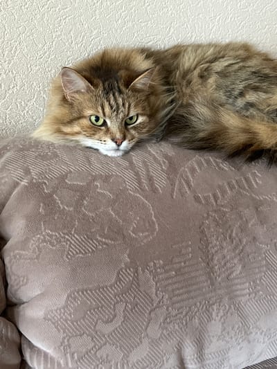 A medium shot shows a fluffy, long-haired cat with green eyes lying on a textured, light brown blanket or pillow. The cat is facing the camera, with its head resting on its paws. Its fur is a mix of brown, black, and tan, with tabby markings on its face. The background is a plain, textured white wall. The image appears to be taken indoors, in what is likely a domestic setting in Oryol, Russia. There are no other subjects or objects of note in the scene.