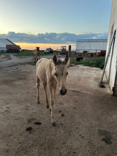The image shows a foal in a farmyard at sunset. The foal is light brown with darker markings on its ears. It is standing on a concrete surface, with other horses and farm equipment visible in the background. In the distance, a rural landscape with a pale orange sunset sky and scattered clouds can be seen. The scene appears to be in a farm setting, possibly in Kazakhstan, given the provided location context. There is no visible text in the image. The overall impression is one of a peaceful evening on a farm.