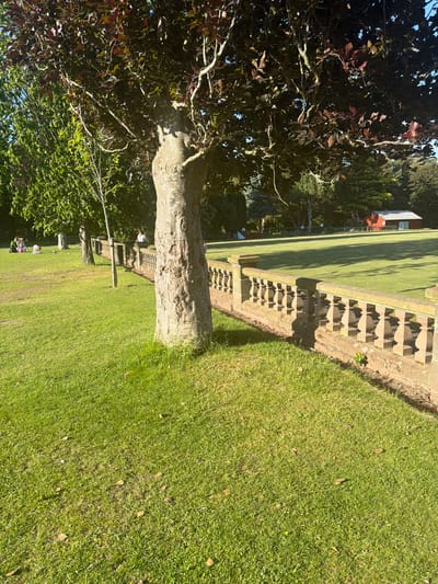 This photograph depicts a grassy field or lawn area in Warrington, United Kingdom. The image is horizontally oriented and appears to have been rotated clockwise from the original shot. The lawn is lush green, with some areas showing slight wear or discoloration, and is bordered by a low, decorative stone wall or barrier that casts shadows. To the left of the frame, a tree with dark, possibly purple or reddish leaves, dominates the view, obscuring the sky. A light-colored, textured tree trunk is visible in the center of the image, positioned between the tree foliage and the lawn. In the background, beyond the lawn and stone barrier, a building with a visible red roof is partially obscured by trees and foliage. In the distance, possibly near the stone barrier, are some indistinct figures who may be sitting or interacting. Overall, the scene suggests a well-maintained park or garden area.