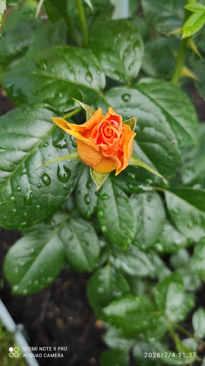 An orange rosebud with water droplets on its petals and surrounding green leaves is centered in the frame, slightly to the right. The background is composed of more blurred green leaves and dark soil, suggesting an outdoor setting. The image is a photograph with superimposed text in the bottom left corner reading "REDMI NOTE 9 PRO AI QUAD CAMERA" and in the bottom right corner reading "2026/7/4 11:37". The scene depicts a natural element, a rose in a garden, likely in Ülgase, Estonia, given the timestamp format and context of Ülgase being a village known for its nature. There are no people, actions, or interactions visible.