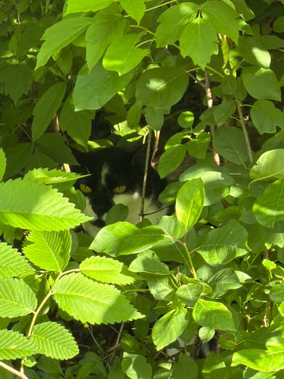 A black and white cat peers out from within a dense shrub. The cat's yellow eyes are visible amidst the green leaves. The location is unknown, but could be in Laval, Canada.