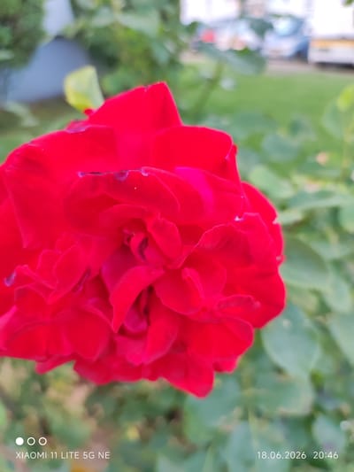 A close-up, slightly blurred photograph shows a vibrant red rose in the foreground. The rose has many petals that are tightly packed in the center and open outwards. In the background, out of focus, is greenery from other plants, and further back, what appears to be a street with some vehicles and buildings. The bottom left of the image shows a watermark that reads "XIAOMI 11 LITE 5G NE" and a date/time stamp "18.06.2026 20:46" in the bottom right. The photograph was taken in Böblingen, Germany.