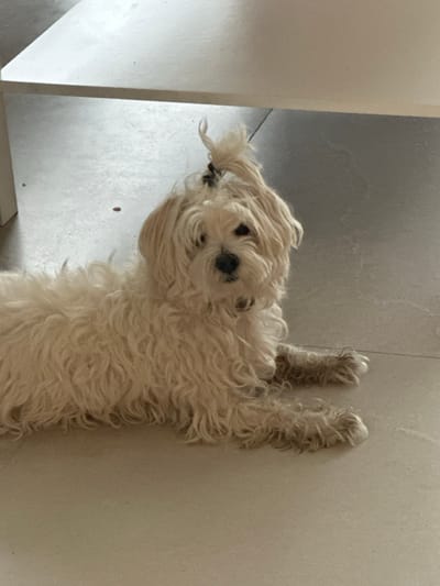 The image displays a light-colored dog, consistent with a Maltese breed, exhibiting shaggy, curly fur. The dog is positioned recumbently on a light-toned tiled floor surface. A portion of its cranial fur is secured vertically with a black elastic band, forming a topknot. Its head is oriented towards the camera, displaying dark eyes and a black nose. Its forelimbs are extended horizontally in front of its body. In the upper portion of the frame, a white, flat, horizontal surface, consistent with the underside of a piece of furniture, is visible. Multiple small, dark particulate specks are scattered on the floor surface to the upper-left of the dog. This interior scene is situated in Épinay-sur-Seine, France.
