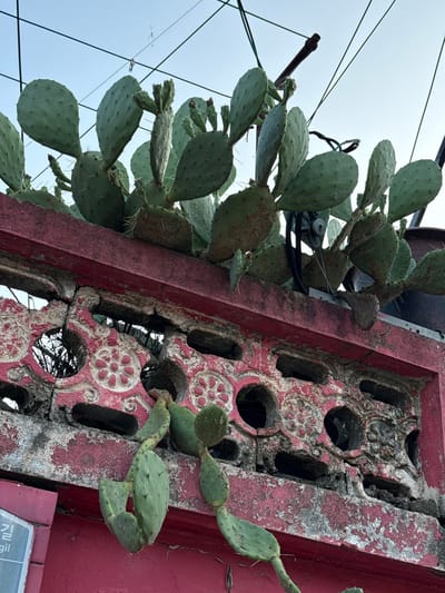 The image shows prickly pear cacti growing along the top of a weathered, red-painted decorative wall with circular openings. The wall has ornate circular patterns within the openings, some of which are chipped and worn. The sky above is a light blue with some thin, dark wires stretched across it. In the lower left corner, a small portion of a blue and white sign with Korean text is visible, indicating "Gil" (길), a common suffix for street names in South Korea. The scene appears to be outdoors, possibly in a residential or commercial area of Mokpo-si, South Korea, given the presence of the Korean signage. There are no people or animals visible in the image.