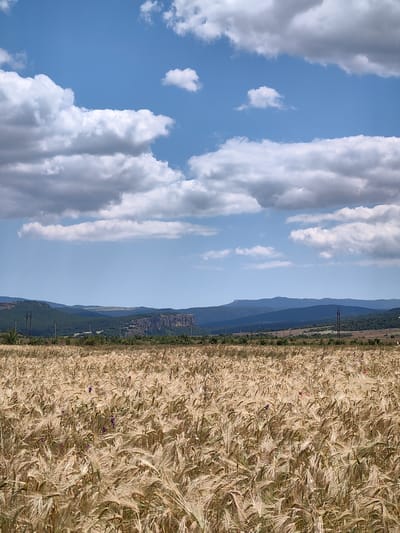 This media file captures a sunlit, rural landscape under a partly cloudy blue sky. The foreground is dominated by a vast field of ripe wheat, its golden stalks swaying gently, interspersed with occasional clusters of small purple flowers. Beyond the wheat field, a line of rolling, verdant hills stretches across the middle ground, punctuated by a striking rocky cliff face on the right. In the distance, more layers of undulating mountains fade into a hazy blue horizon. Several power lines with tall poles are visible traversing the landscape, hinting at human presence and infrastructure within this natural setting. The bright sunlight and clear blue sky suggest it is daytime, likely late morning or afternoon, with fair weather. The overall impression is one of serene, agricultural beauty, a typical rural vista in what appears to be a temperate climate. There is no visible text in the image.