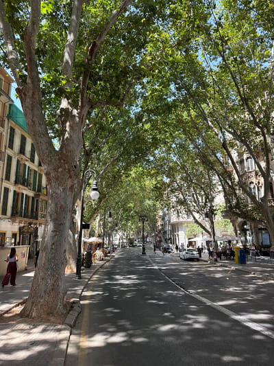 The image depicts a tree-lined street in Palma, Spain, likely Las Ramblas, a popular promenade. Large, mature trees with dense green foliage cast dappled shadows across the asphalt road and sidewalk. Buildings with traditional architecture, featuring balconies and shutters, flank both sides of the street. Several people are walking along the sidewalk, some appearing to be tourists. There are also parked cars and outdoor seating areas for cafes or restaurants. The sky is clear and blue, indicating a sunny day. A woman in a red skirt and white top is walking away from the camera on the left sidewalk. A lamppost with a globe-shaped light fixture is visible near the large tree trunk in the foreground.