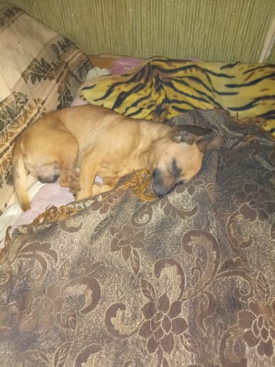 A tan dog is sleeping on a couch in Hrushyne, Ukraine. The dog is lying on its side, curled up on a brown blanket with a floral pattern. Behind the dog is a yellow and black striped blanket, and a pillow with a floral pattern. The couch is covered in a green fabric.
