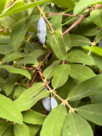 The image displays a close-up view of a honeysuckle bush in Solnechnyi, Russia. The focus is on the plant's foliage and developing berries. The leaves are a vibrant green, some with a slightly fuzzy texture. The berries are elongated and a pale blue-gray color, with some showing faint darker lines. They are clustered on reddish-brown stems. The background is a blur of green, suggesting the plant is part of a larger garden or natural setting. There are no people or animals visible in the image, and no discernible human activity is occurring. The lighting suggests an outdoor setting, likely during daylight hours.