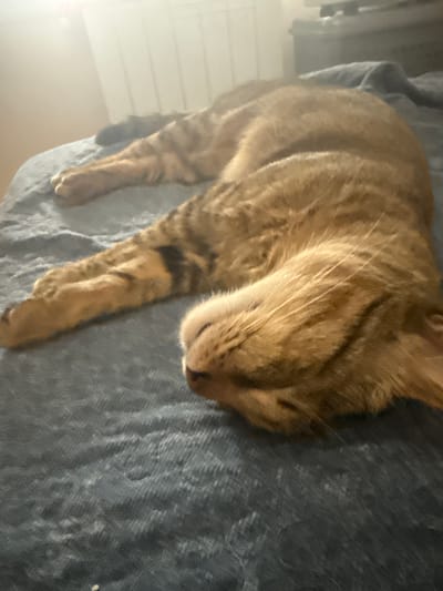 A tabby cat is sleeping on a dark blue quilted blanket. The cat is lying on its side, stretched out with its head resting on its paws. The cat's fur is a mixture of brown and black stripes. The blanket is spread out on a surface that appears to be a bed. In the background, there is a radiator and a blurry view of a window with light coming through. A portion of a dark piece of furniture with electronic devices is visible in the upper right corner. The image was taken indoors in Sant Boi de Llobregat, Spain.