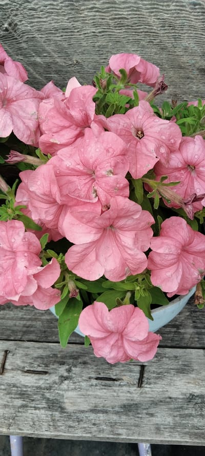 A close-up shot captures a cluster of delicate pink petunias in a pot, set against a backdrop of weathered, gray wooden planks. The flowers, with their ruffled petals, are adorned with small water droplets, suggesting recent rain or watering. Green foliage peeks through the blooms, adding a vibrant contrast. The wooden planks appear aged, with visible grain and nail heads, hinting at an outdoor setting. The scene is devoid of any human presence. The image is a still life, focusing solely on the natural beauty of the flowers and their rustic surroundings. While the image is of flowers, it doesn't provide any specific context that would allow for pinpointing its location in Volchansk, Russia, or any other city.