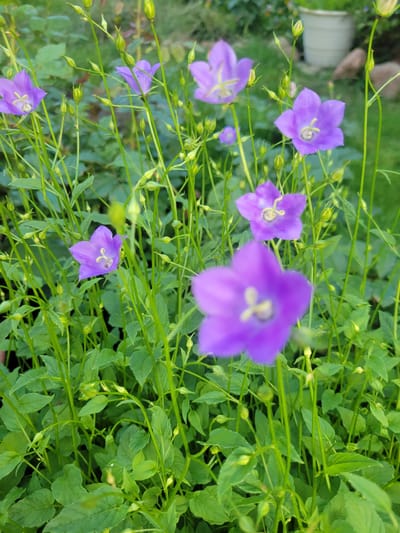 This is a vertical, close-up photograph of purple bellflowers in a garden setting in Belaazyorsk, Belarus. The flowers are bell-shaped with five petals and a yellow stamen visible in some. They are clustered on thin, green stems, with many green leaves and buds also present throughout the frame. The background is blurred, showing more greenery and hints of a cream-colored pot and some stones, suggesting a cultivated garden. The lighting suggests it is daytime, and the overall mood is natural and peaceful. There is no visible text in the image.