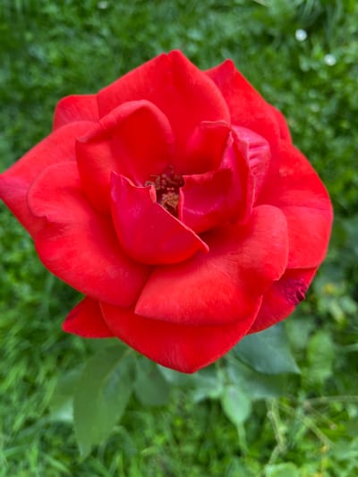 A vibrant red rose is in full bloom, its petals unfurling in a tight spiral towards the center. The rose is positioned centrally in the frame, with a blurred green background of grass and foliage. The lighting suggests it is daytime, possibly in a garden or park setting. There are no people or specific landmarks visible to indicate a location within Piatra-Neamț, Romania. The image is a close-up, nature-focused shot with a shallow depth of field.