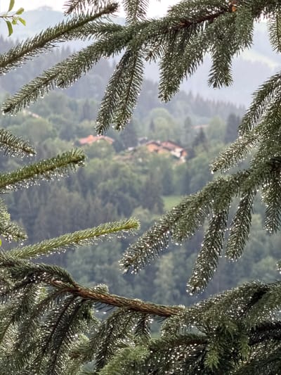 The image depicts a close-up view of wet evergreen tree branches, likely spruce or fir, in the foreground, with a blurred background of rolling hills and a few buildings. Water droplets are visible on the needles of the branches, suggesting recent rain or mist. The background shows a lush green landscape with a hazy, overcast sky. The buildings in the distance appear to be residential, nestled among trees on a hillside. The overall impression is one of a natural, possibly mountainous, environment during damp weather. There are no people visible in the image.
