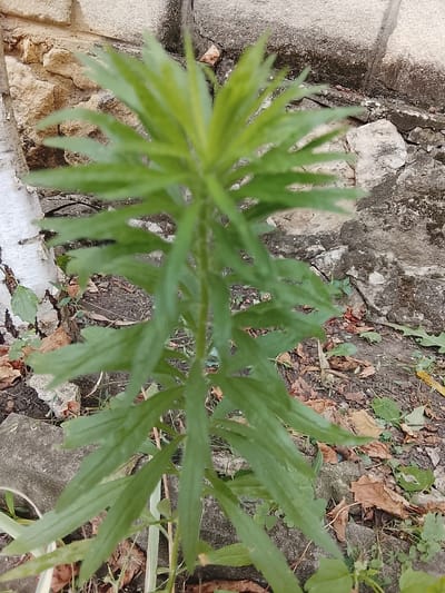 In the city of Codru, Moldova, a green plant with long, narrow leaves grows in front of a rough, stone wall. The plant's stem is visible, and its leaves are arranged in opposite pairs along the stem, tapering to points. The ground around the plant is covered with dry leaves and small stones. To the left of the plant, a portion of a white-barked tree trunk is visible. The overall scene is outdoors, with a focus on the natural elements of the plant and its surroundings.