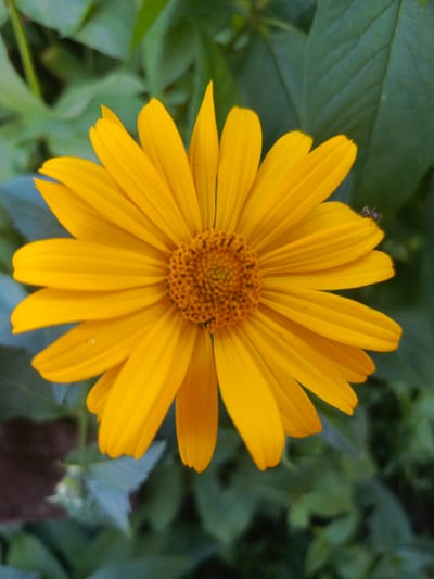 A close-up, vertical, eye-level shot shows a vibrant yellow flower with its petals radiating outwards from a central, textured brown disc. The background consists of blurred green foliage, creating a soft contrast. A small, dark-colored insect, possibly an ant, is perched on one of the upper petals of the flower. The scene appears to be an outdoor garden, with the natural light highlighting the details of the flower and the insect. There is no indication of the city of Uryupinsk, Russia, in the image.