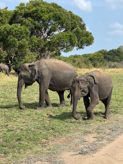 In Katukeliyawa, Sri Lanka, two elephants are walking in a grassy field. The larger elephant is on the left, and the smaller elephant is on the right, walking slightly behind and to the right of the larger elephant. Both elephants are facing towards the right side of the frame. In the background, there are lush green trees under a clear blue sky with scattered clouds. Some other elephants can be seen in the distance on the left side of the image. The ground is covered in green grass with some dry patches. A dirt path is visible in the foreground on the right.