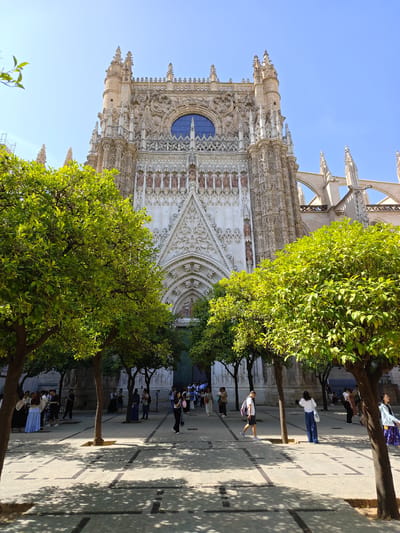 The image shows the facade of the Seville Cathedral, a Gothic cathedral in Seville, Spain. The cathedral's intricate architecture is visible, with ornate carvings, pointed arches, and spires. In the foreground, there are several orange trees with vibrant green leaves, casting shadows on the paved courtyard. A group of people are walking in the courtyard, some in casual attire, others in more formal clothing. They appear to be tourists or visitors, some taking photographs. The sky is clear and blue, suggesting a sunny day. The scene conveys a sense of grandeur and historical significance.