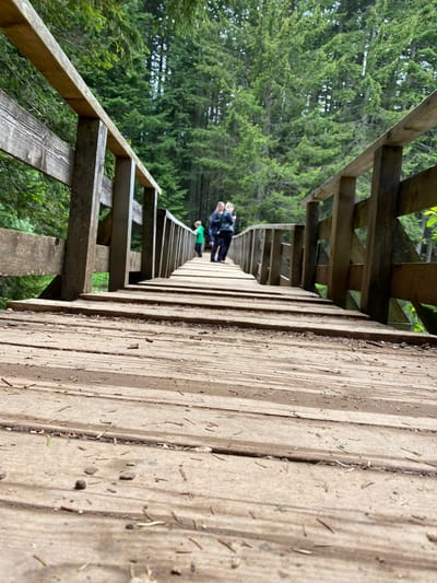 The image displays an elevated wooden boardwalk or pathway extending into a dense forest. The perspective is from one end of the walkway, looking along its length as it curves gently. The sturdy wooden planks forming the path and the railing are prominent, showing natural wood textures and scattered debris like pine needles and small organic matter.
In the distance, several individuals are visible on the boardwalk. One person in a vibrant green jacket is more distinct, while others further along are partially obscured or in darker attire, suggesting they are traversing the path. The activity appears to be leisure walking, hiking, or sightseeing.
The setting is a natural outdoor environment, dominated by numerous tall evergreen trees with rich green foliage that line both sides of the pathway, creating a lush, verdant backdrop. The lighting indicates it is daytime, with diffused light suggesting either an overcast sky or the shade cast by the surrounding trees, creating a calm atmosphere. The scene evokes a sense of tranquil exploration within a forest or natural park. There is no visible text in the image. The location context indicates this is in Pitomine, Montenegro.