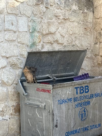 A tabby cat is perched on the edge of an open, grey metal dumpster in Ürgüp, Turkey. The dumpster is situated against a rough, stone wall, typical of the region's architecture. The cat is facing away from the viewer, with its tail and hindquarters visible. Inside the dumpster, a purple egg carton is visible, along with some other debris. Text on the side of the dumpster, in blue lettering, reads "TBB TÜRKİYE BELEDİYELER BİRLİĞİ HİBESİDİR" and "ÇEVREMİZİ TEMİZ TUTALIM", which translates to "TBB Union of Turkish Municipalities is a Grant" and "Let's Keep Our Environment Clean". Red lettering above this says "ATEŞ ATMYINIZ", meaning "Do Not Throw Fire". The scene appears to be an outdoor urban setting, likely a street or alleyway.