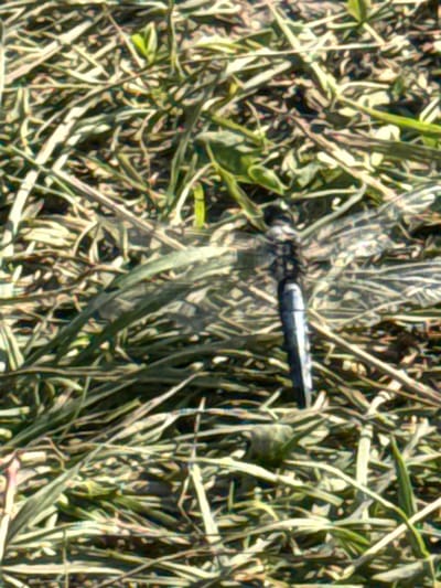 A dragonfly is perched on dry grass. The grass is predominantly light brown and green, with some areas appearing dark and out of focus. The dragonfly is dark in color, with visible wings. The scene is an outdoor environment, likely a field or meadow. There is no indication of any urban setting or location within the city of Bolshe Shady, Russia.
