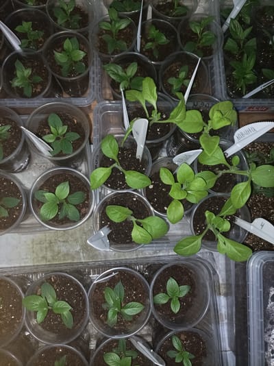A high-angle, close-up shot shows several small green plants growing in clear plastic cups filled with dark soil. The cups are arranged in a grid-like pattern, some within clear plastic trays. Some of the cups contain plant markers. The plants are in various stages of growth, with some having only a few leaves and others showing multiple sets of leaves and developing stems. The lighting is dim and appears to be artificial, casting soft shadows. The background is out of focus and suggests an indoor environment. The overall scene depicts a collection of seedlings being cultivated. The location is Шарпілаўскі сельскі Савет, Belarus.