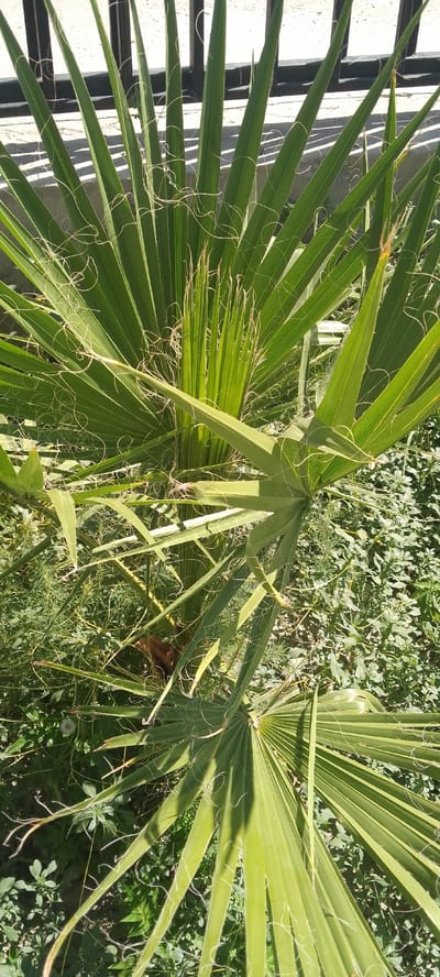 The image depicts a close-up of a palm tree's fronds, with the fronds taking up most of the frame. The palm fronds are a vibrant green and exhibit a fan-like structure with many individual leaflets. Thin, curly, light-colored fibers are visible attached to and hanging from the fronds, adding a textured detail to the foliage. In the background, a dark metal fence is partially visible, casting shadows on a light-colored surface, suggesting an outdoor setting, possibly a yard or garden area. The ground beneath the palm is covered with dense green foliage and grass. The overall lighting suggests a sunny day. The image was taken in the city of Yangiyer, Uzbekistan.