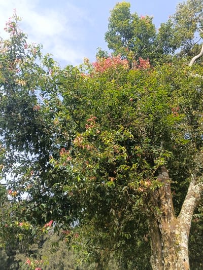 The image displays a large tree or a cluster of trees, situated in San Gregorio de Polanco, Uruguay, set against a clear blue sky with sparse white clouds. The tree canopy is dense, composed primarily of dark and medium green leaves. Throughout the foliage, particularly at the top and distributed within the branches, are visible areas of light green, yellowish-green, and distinct pink to reddish new growth or blossoms. On the right side of the frame, a prominent tree trunk, characterized by light brown and gray bark, shows noticeable texture and patches of white and light green lichen or moss, branching upwards and to the right. The background consists of a dense, darker green expanse of foliage from other trees. No individuals, animals, specific human actions, or man-made structures are discernible within the frame.
