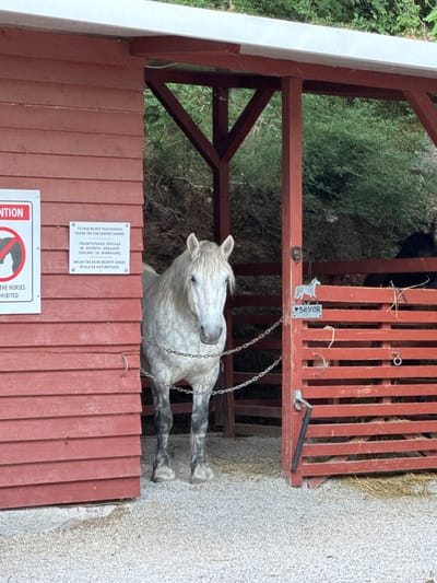 The image depicts a light gray horse standing in a red wooden stable. The horse is chained around its neck with a metal chain, and appears to be the primary subject. Behind the horse, there is another darker colored horse, partially visible, suggesting the stable houses multiple animals. The stable structure is made of red painted wood, with a sloped white roof. A sign with red lettering is visible on the left side of the stable, partially obscured. On the right side of the stable, a decorative metal sign with a horse and the word "sever" is attached to the wooden slats. The ground inside and outside the stable is covered in gravel. The background shows dense green foliage and trees, indicating an outdoor environment. Based on the context, this scene is located in Podostrog, Montenegro.