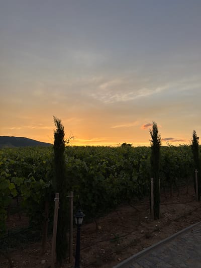 This photograph captures a vineyard in Kocherinovo, Bulgaria, at dusk. The sky is a gradient of soft blues and oranges, with wispy clouds catching the last rays of the setting sun. Rows of lush green grapevines stretch across the landscape, forming a dense carpet of foliage. Several tall, slender cypress trees stand as sentinels within the vineyard, their dark green forms contrasting with the lighter green of the vines. In the foreground, a cobblestone path lines the edge of the vineyard, and a vintage-style lamppost stands near the row of vines. A distant, dark hill forms the horizon on the left side of the image. The overall scene evokes a peaceful and serene atmosphere.