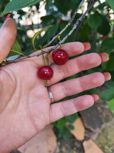 In this close-up, medium shot, a person's hand is shown against a blurred background of green foliage and some scattered brown elements, possibly tree bark or dried leaves. Two ripe cherries hang from a thin branch, positioned in the palm of the hand. The cherries are a deep, glossy red, with tiny stems still attached. The hand has a fair complexion and is adorned with long, almond-shaped nails painted a vibrant red. A delicate silver ring with a feather design is visible on the ring finger. The background foliage suggests an outdoor setting, likely a garden or orchard, with soft light filtering through, indicating a daytime scene. The focus is sharp on the cherries and the hand, while the environment is out of focus, drawing attention to the fresh fruit and the hand holding it. The overall impression is one of simple natural beauty and the enjoyment of freshly picked produce.