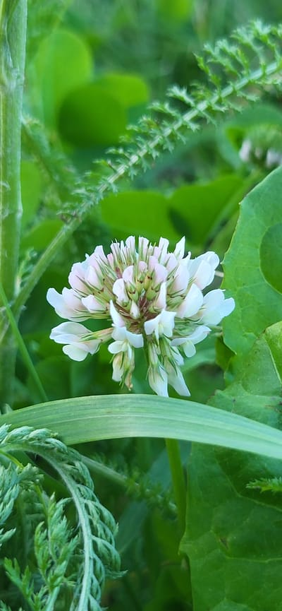 The image depicts a close-up view of a white clover flower surrounded by lush green foliage. The clover head is a cluster of small, delicate white petals with hints of pink and green at the base. The flower is in focus, while the surrounding leaves and grass are slightly blurred, creating a bokeh effect that emphasizes the bloom.
The setting appears to be a natural, outdoor environment, likely a meadow or garden, given the abundance of greenery and wild-looking plants. The lighting suggests it could be daytime, with soft light illuminating the scene. There are no people visible in the image.
Notable details include the intricate structure of the clover flower and the feathery texture of some of the surrounding leaves, which appear to be ferns or similar delicate plants. A broad, green leaf from another plant is also visible, providing a contrast in texture and shape to the more delicate flora. The overall impression is one of natural beauty and tranquility. The location context of Tetianivka, Ukraine, suggests a rural or semi-rural setting. No text is visible in the image.