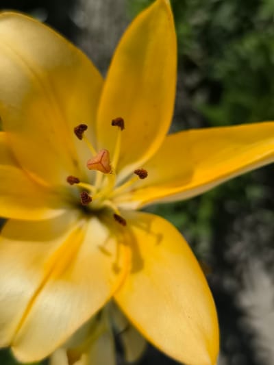A close-up, macro shot captures the intricate details of a bright yellow lily in Hradenytsi, Ukraine. The flower's petals, softly illuminated, radiate a warm hue, with a subtle gradient of lighter yellow towards their edges. The stamen, a central cluster of thin filaments topped with dark brown pollen sacs, stands prominently in the foreground. The pistil, a triangular, orange-hued structure, emerges from the center of the stamen. The background is a blur of green foliage and hints of grey ground, suggesting an outdoor setting within a garden or natural landscape. The lighting indicates a sunny day, casting soft shadows on the flower's delicate surfaces.