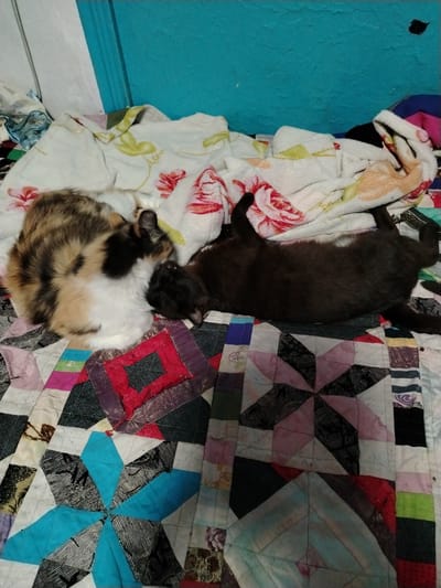 Two cats are sleeping on a quilt. One cat, a calico, is curled up on its side. The other cat, a black cat, is lying on its back with its legs in the air. The quilt is colorful and patterned with stars and other geometric shapes. The cats are in a bedroom, with a blue wall and a white ceiling visible in the background. The image was taken in Жернов ауылдық округі, Kazakhstan.