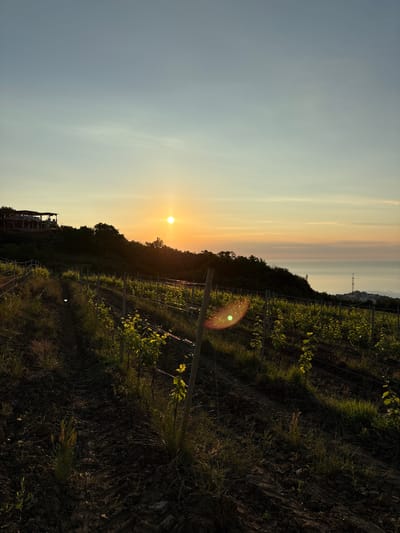 An aerial perspective captures a vineyard on a hillside at sunset. The sun, a bright orange orb, hovers just above the horizon, casting a warm glow across the scene. Rows of young grapevines, supported by wooden stakes and wire trellises, stretch across the foreground. The soil is dark and tilled, with patches of green grass growing between the rows. In the background, a building with a sloped roof sits atop the hill, overlooking the vineyard. The sea stretches out to the right, its surface calm and reflecting the colors of the sky. A few buildings and a radio tower are visible in the distance along the coastline. The sky transitions from a pale blue at the top to a warm orange and pink gradient near the horizon. The overall impression is one of tranquility and natural beauty.